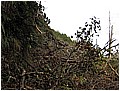 2008-1-25 am 09-55-39-230林道途中及路況.jpg